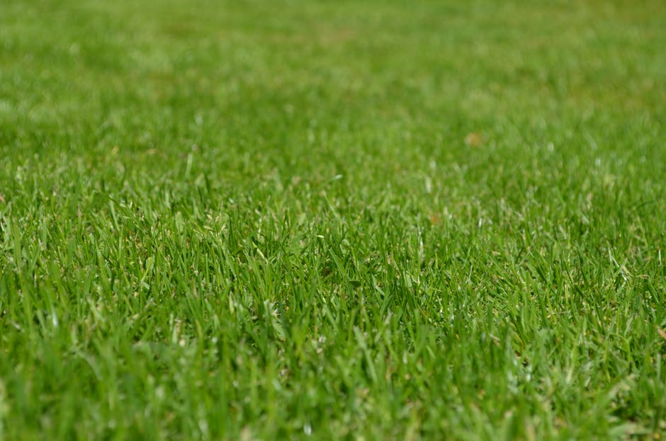 warm-season lawn