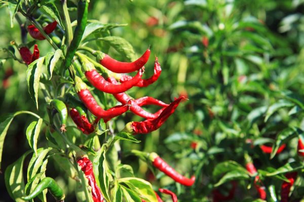 vegetable garden pepper