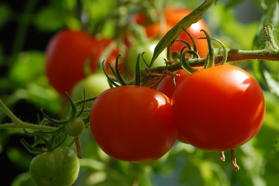 vegetable garden tomato