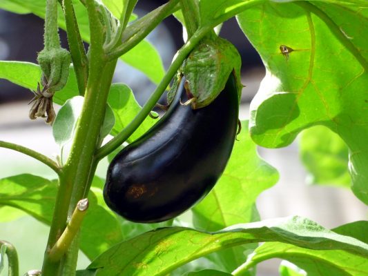 vegetable garden eggplant