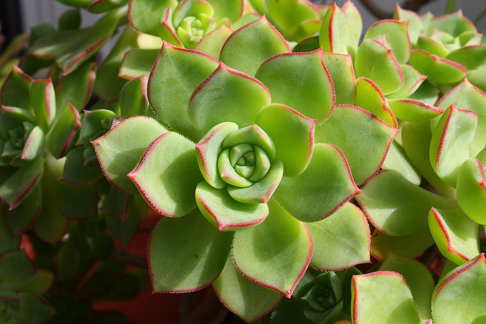 sunflower seeds garden Zohar Sunflower Seeds