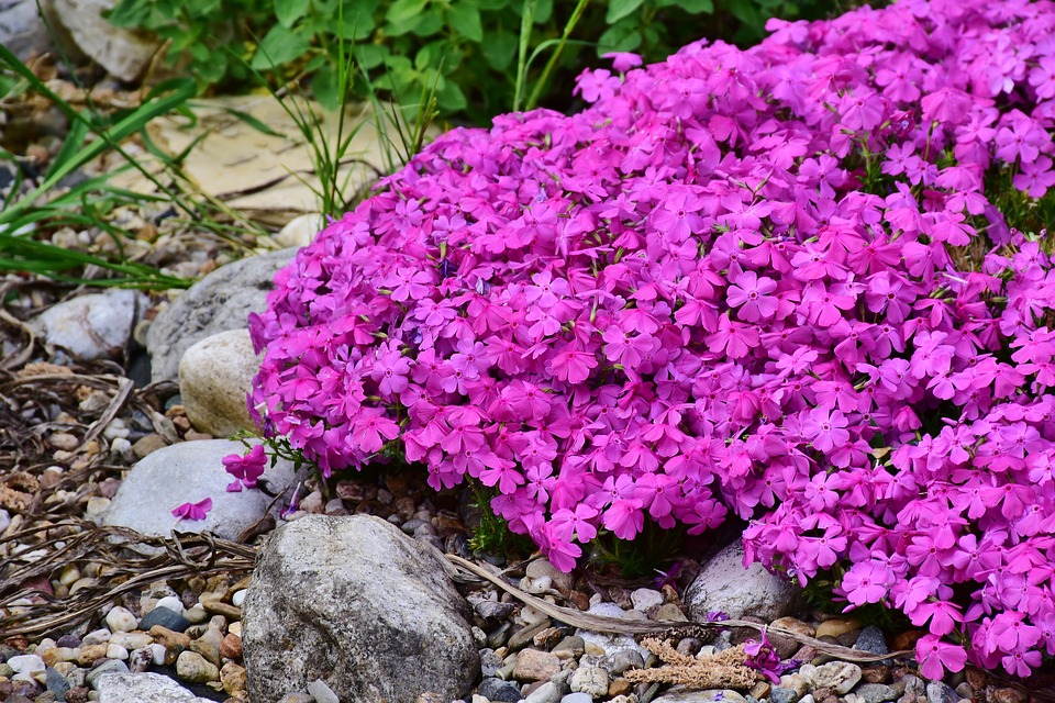phlox-3398370_960_720 - Ken Matthews Garden Center
