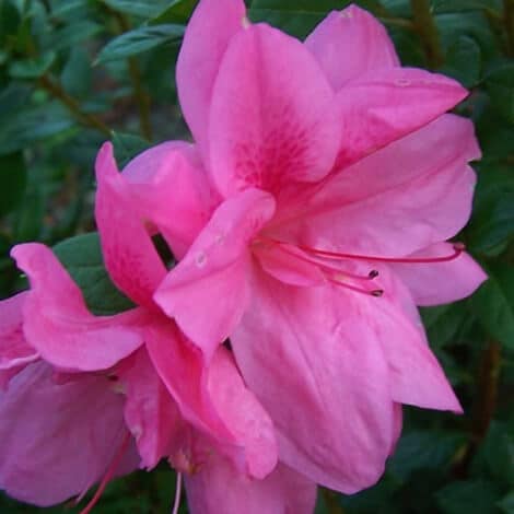 empress - Ken Matthews Garden Center