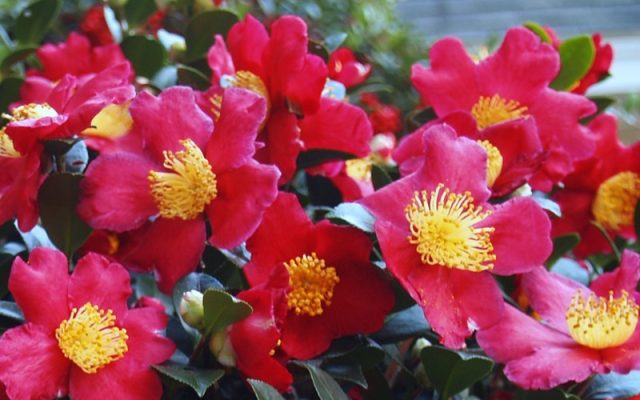 Evergreen Camellia