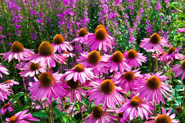 Perennials Coneflower
