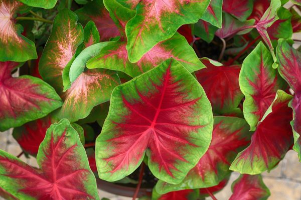 Annuals Caladium
