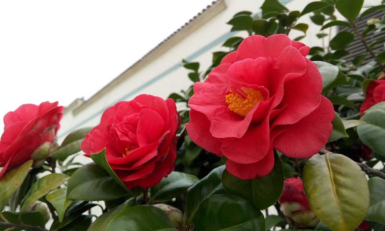 Camellias, spring-blooming